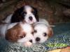 cute pups :)