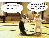funny cat