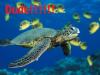 Turtle!