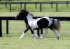 HORSES