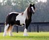 HORSES