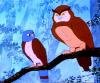 Kestrel and owl