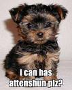 I can has attenshun plz?