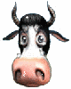 sad cow