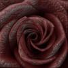 bloody black rose
