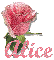 Single Pink Rose with Name