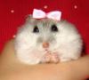 Girl Hamster