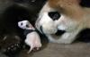 panda and baby