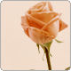 rose avatar