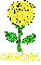 Cheyenne Yellow Rose