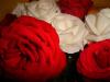 Red And White Roses