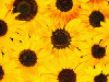 sunflowers <3