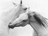 konie MiÅ‚oÅ›Ä‡ - Horse Love