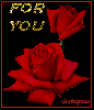 red rose for you