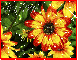 Sunflower From Anchorage Alaska (with sparkles)- MeMe