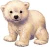 Bear Polar