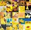 Yellow Collage