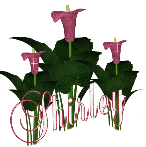 Shirley