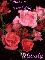 Roses-Mandy