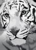 black & white tiger