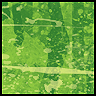green avatar