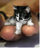 mini kitty