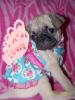 young pug with pink wings