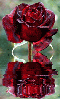 czerwona rÃ³Å¼a, red rose