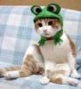 Cat with frog mask