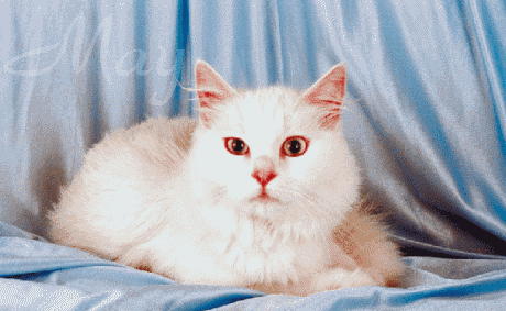 May-cat