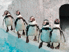 penguin Dive