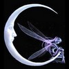 fairy