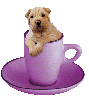 puppy in a purple tea cup