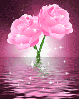 plain pink flowers