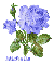 Michelle blue roses