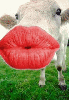 Animated cow kiss