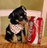 Dogs loves cola