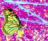 Ultra Neon Landing Butterfly