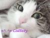 =^.^= Cattery
