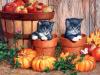 Fall Time Kittens