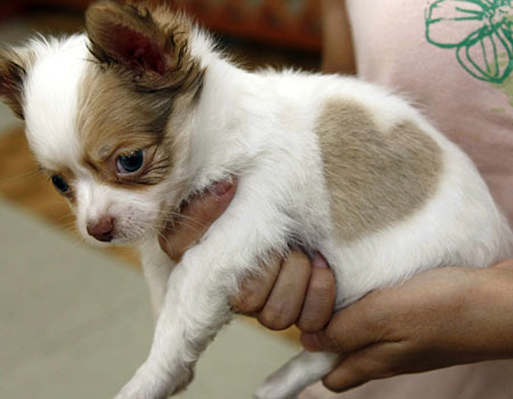 cute puppy