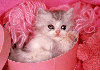 kitty pink