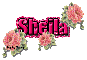 Roses: Pink Sheila