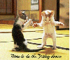 Funny Dancing Cats