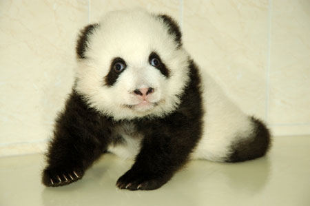 baby panda