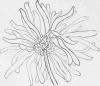 Sketched Chrysanthemum