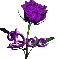 purple rose dee