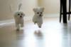 cute running puppies