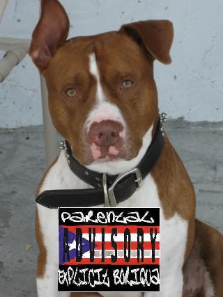 P.RICO PITBULL