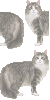 Norwegian-Forest Cat Background